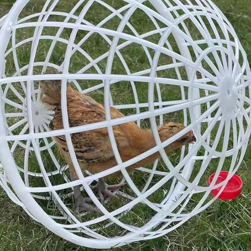 Chicken Coop Ventilation