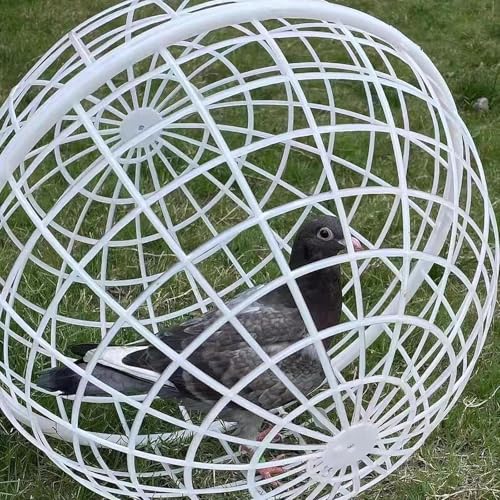 Chicken Coop Ventilation